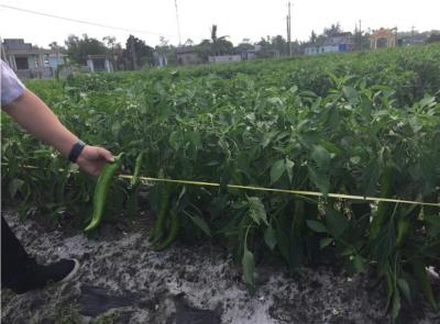 Cung cấp ớt sừng bò xuất khẩu