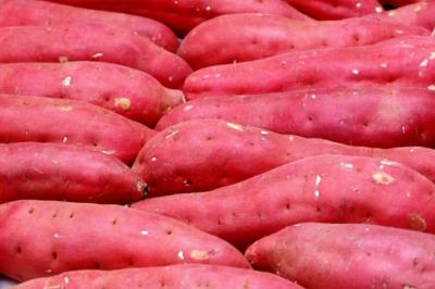 Khoai lang Nhật xuất khẩu