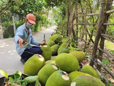 Mít Trái Xuất Khẩu
